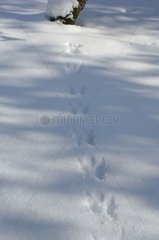 Spur von Eichhörnchen im Schnee