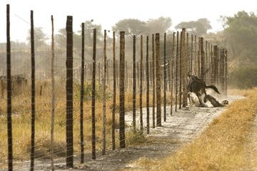 GNU stürzt in einen Zaun Botswana [at]
