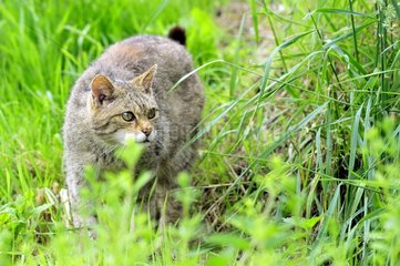 Wildcat female walking in grass England