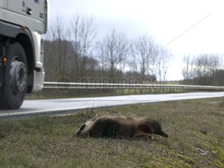 Eurasian Badger victim of traffic Doubs