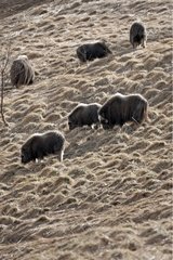 Group of Muskoxes grazing Dovrefjell NP Norway
