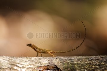 Anole Lizard on a branch Corcovado Costa Rica