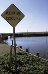 Alligator crossing signpost Louisiana