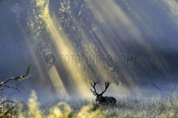 Male red deer and rays of sun Dyrehaven Denmark