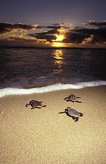 Jeunes tortues caouennes marchant vers la mer