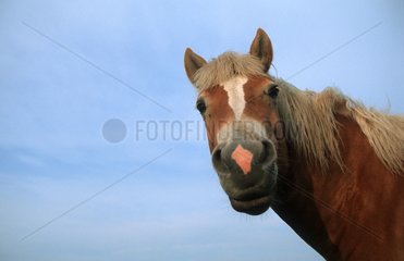 Portrait of Haflinger Pony Bavaria Germany