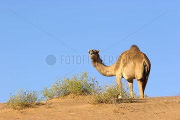 Dromedary in the dunes of the Al Qabil Desert