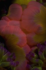 Magnificent Sea Anemone detail - New Caledonia