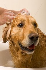 Chien Golden Retriever avec du shampoing sur la tête