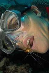 White-banded Cleaner Shrimp on Diver's mouth - New Caledonia