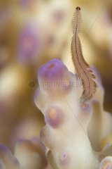 Bristle worm eating Coral - New Caledonia