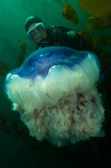 Giant jellyfish and diver - New Zealand