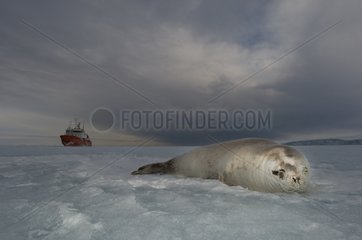 Crabeater seal resting on ice and ship - Ross Sea Antarctica