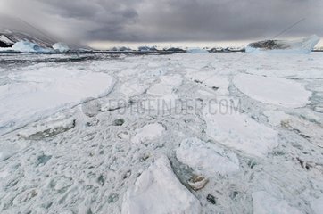 Ice floes on Ross Sea - Antarctica