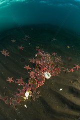 Starfish scavenging on black sand - Ross Sea Antarctica