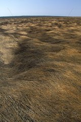 Grasses lying in an flooded plain Australia