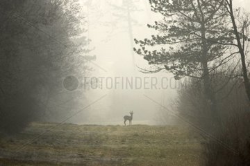 Hirsche am Morgen im Morgenwald von Verlust Frankreich