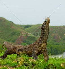 Komodo dragon sitting on the ground
