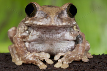 African broad mouth tree frog (Leptopelis flavomaculatus)  Kenya