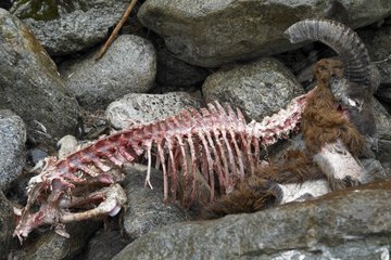 Mouflon -Schafe  die von Wölfen Herbst NP Mercantour Frankreich getötet wurden