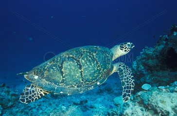 Grüne Schildkröte der Pazifischen Gili -Inseln Lombok Indonesien