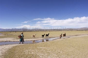 Frau Quechua und Lamas auf der Altiplano Bolivien