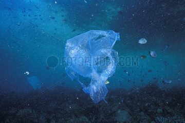 Plastiktüte  die in schmutzigem Wasser auf dem Korallenriff Bali schwebt