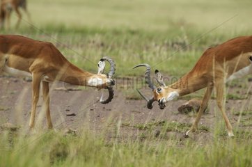 Impalas male fighting Masai Mara Reserve Kenya