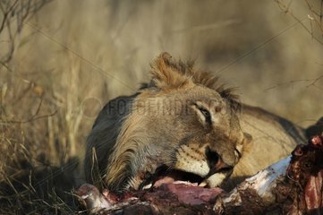 Lion mâle mangeant une proie PN Kruger Afrique du Sud