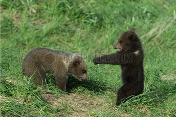 Young Brown Bears Playing Bavaria Germany