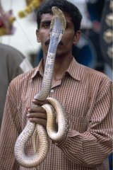 Demonstration des Mutes zum Zeitpunkt des Festivals der Cobra