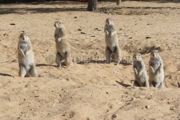 South African ground Squirrels alarm Kgalagadi Kalahari