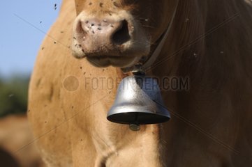 Limousine cow with a bell and flies France