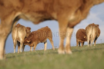 Limousin calves suckling and heifer at the forefront France
