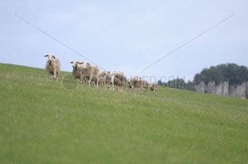 Sheeps Lacaune walking in a meadow in France Lozère