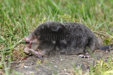 European Mole eating an earthworm in a meadow