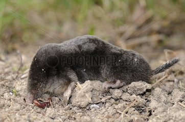 European Mole eating an earthworm in a meadow