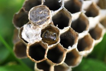 Young wasp larva in a cell of a nest of wasps