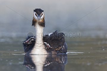 Great Crested Grebe swimming with chicks on the back - GB