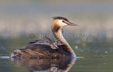Great Crested Grebe swimming with chicks on the back - GB