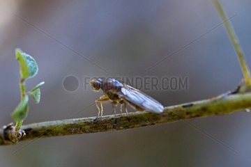 Truffle Fly on a branch Provence France