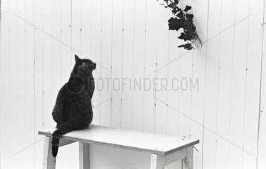 Cat on a shelf Refuge of Beauregard France