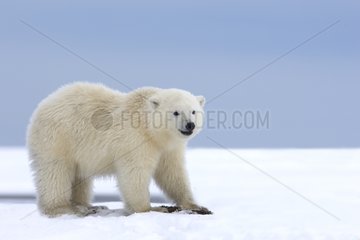 Polar bear cub in the snow - Barter Island Alaska