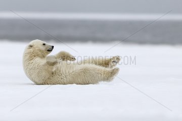 Polar bear cub lying in the snow - Barter Island Alaska