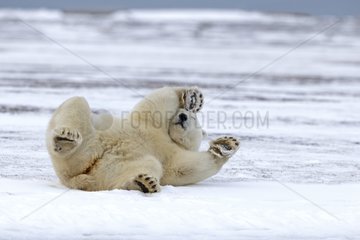 Polar bear rolling in the snow - Barter Island Alaska