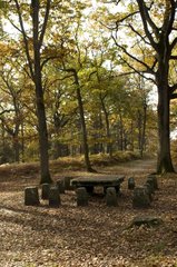 La Table du Roi in the autumn in the forest of Fontainebleau