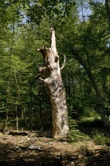 Broken tree trunk in the forest of Fontainebleau France