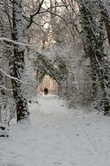 Path in the snow Barbeau Forest of Fontainebleau France