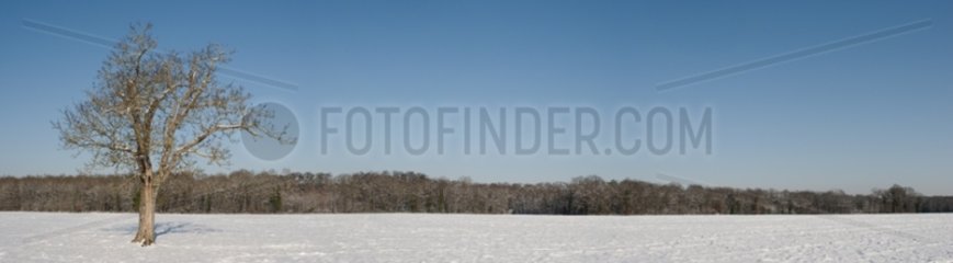 Edge of the forest of Fontainebleau under snow