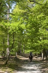 Ride around Barbizon Forest of Fontainebleau France